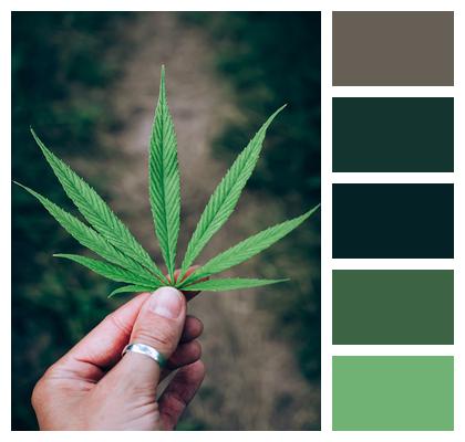 Leaf Phone Wallpaper Marijuana Image